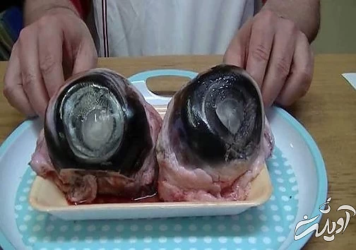 چندش آور ترین غذا های دنیا را بشناسید!/ تصاویر